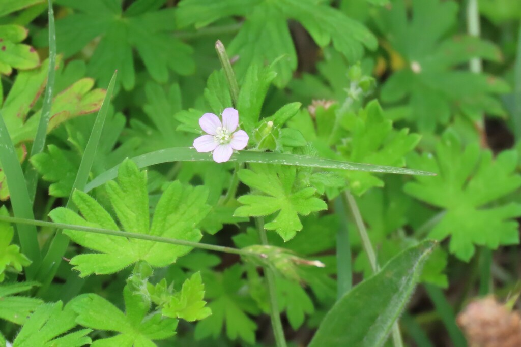 Geranium gardneri from Gigerline Nature Reserve, Tharwa Sandwash, ACT ...