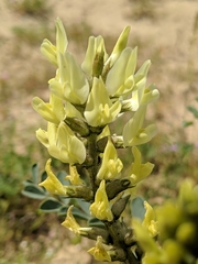 Astragalus lentiginosus nigricalycis