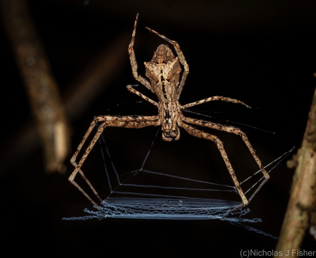 Menneus bituberculatus