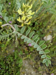 Astragalus lentiginosus nigricalycis