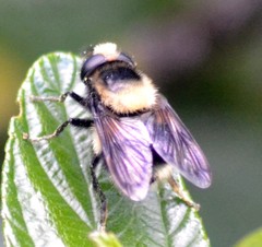 Volucella bombylans