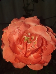 Rosa