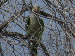 Myiopsitta monachus
