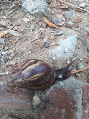 Lissachatina fulica
