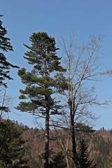 Pinus koraiensis