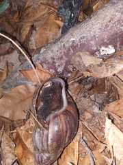 Lissachatina fulica