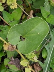 Dichondra recurvata
