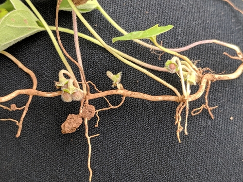 oakwoods ponysfoot (Dichondra recurvata)