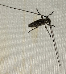 Acanthocinus obsoletus