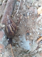 Lissachatina fulica