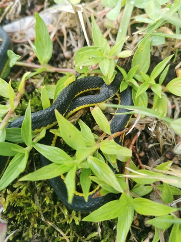 Photo of a La Salle's Shadow Snake (Synophis lasallei)