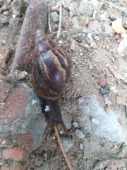 Lissachatina fulica