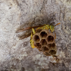 Mischocyttarus basimacula