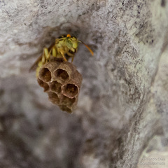 Mischocyttarus basimacula