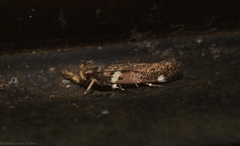 Macrobathra alternatella