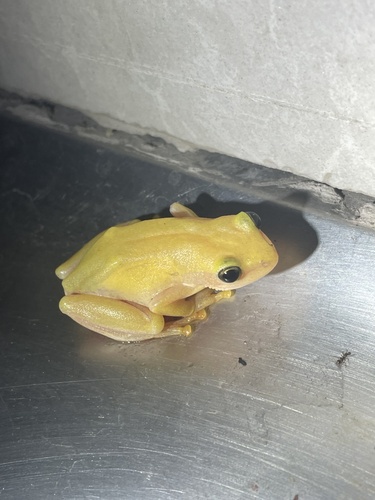 Kivu Reed Frog