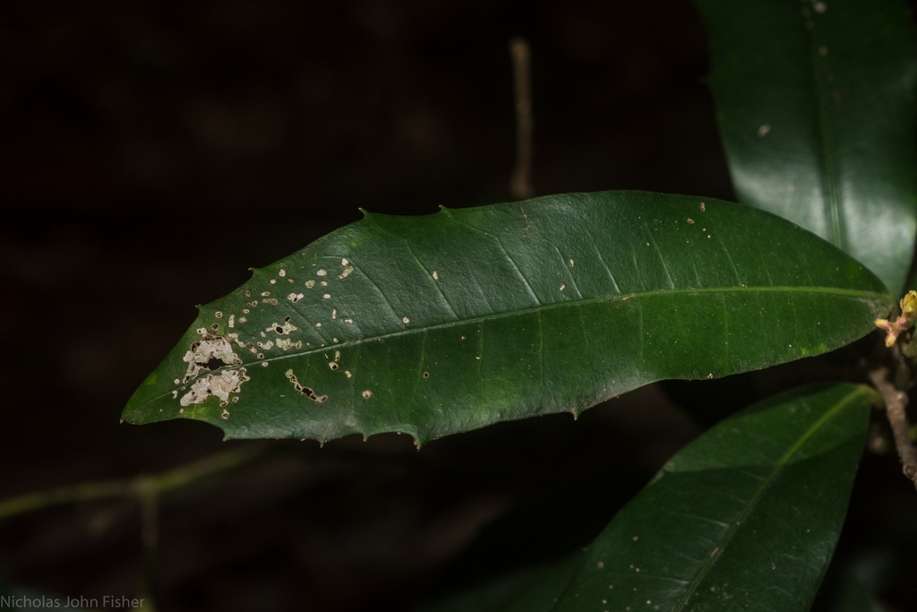 Smooth Wilkiea