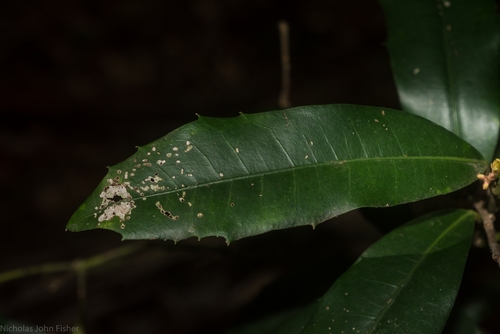 Wilkiea austroqueenslandica Domin