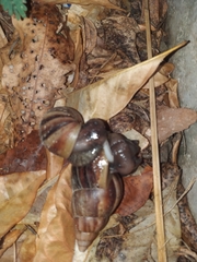 Lissachatina fulica