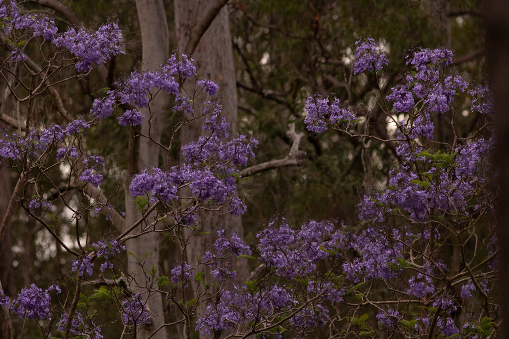 Blue Jacaranda From Mount Coot Tha Qld Australia On November At Pm By