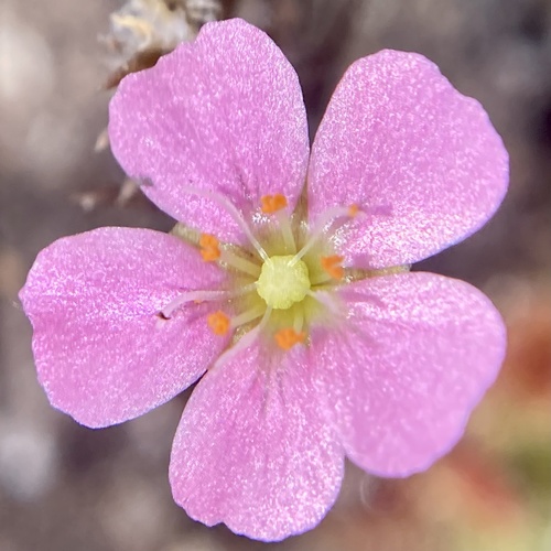 Drosera pulchella