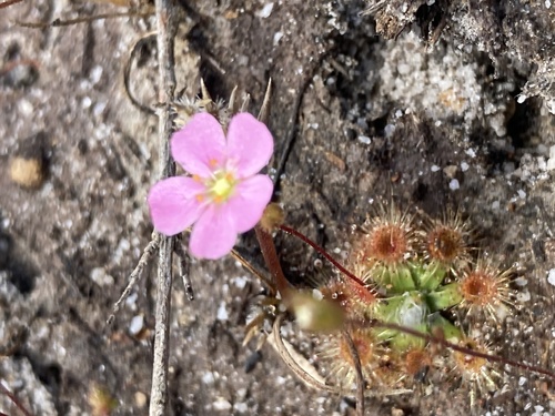 Drosera pulchella