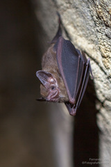 Peropteryx macrotis