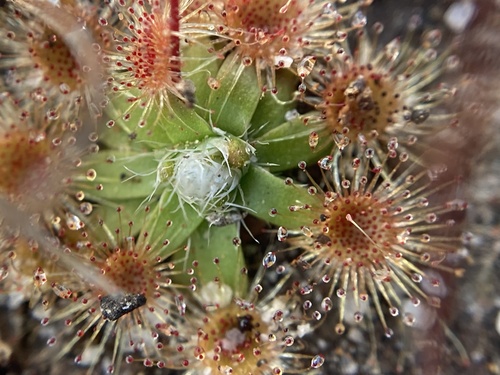 Drosera pulchella