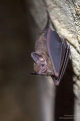 Peropteryx macrotis
