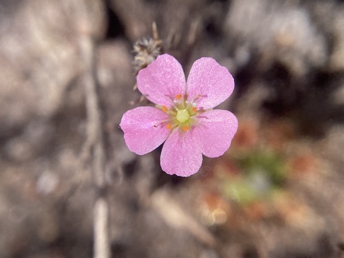 Drosera pulchella