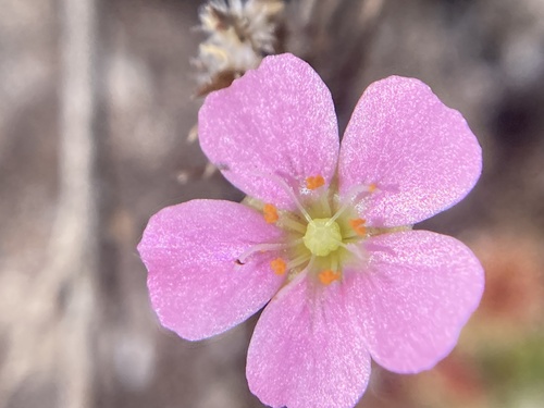 Drosera pulchella