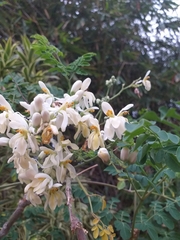 Moringa oleifera