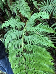 Woodwardia prolifera