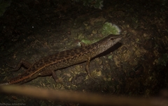 Saproscincus challengeri