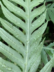 Woodwardia prolifera