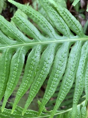 Woodwardia prolifera
