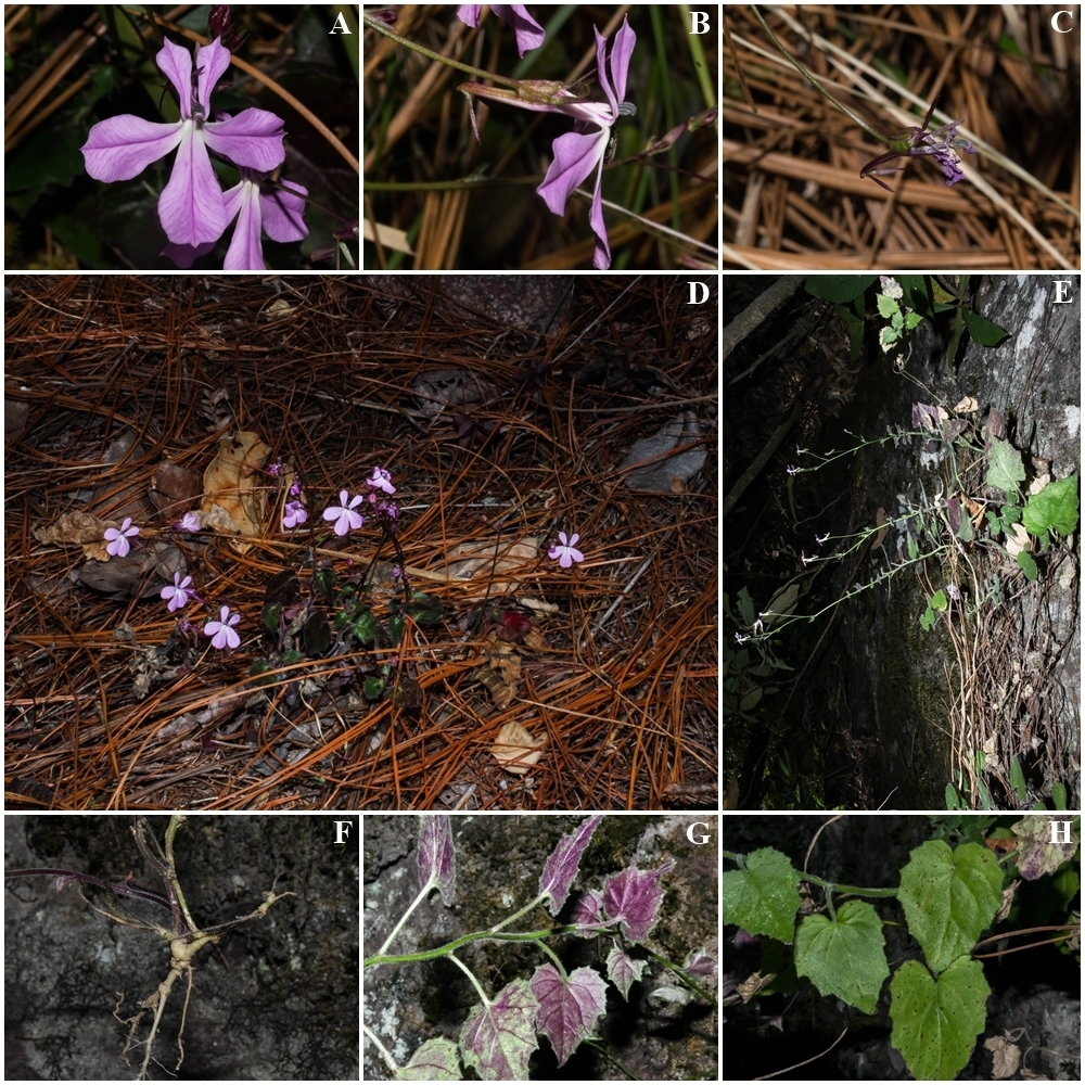 Lobelia macrocentron