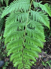Woodwardia prolifera
