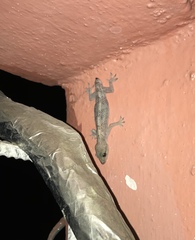 Hemidactylus angulatus