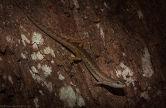 Saproscincus challengeri