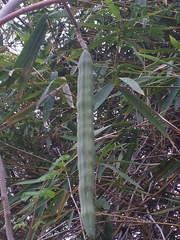 Moringa oleifera
