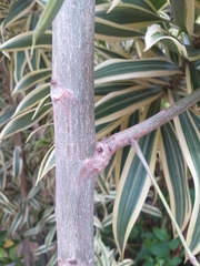 Moringa oleifera