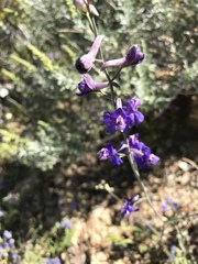 Delphinium parishii subglobosum