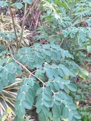 Moringa oleifera