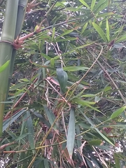 Bambusa