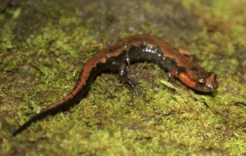 Imitator Salamander