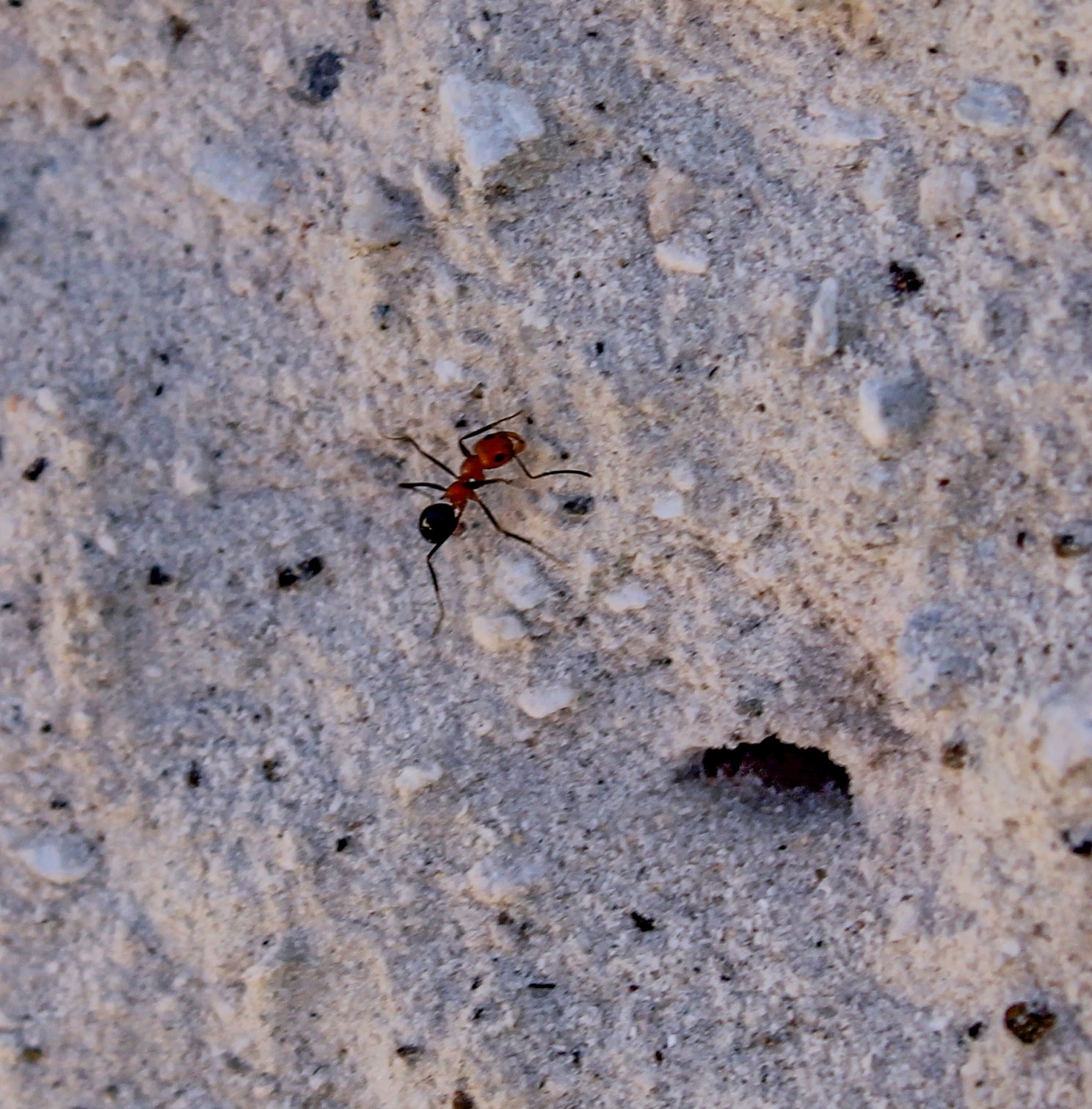 Dorymyrmex agallardoi