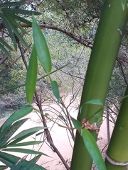 Bambusa