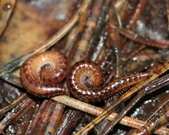 Caseyidae