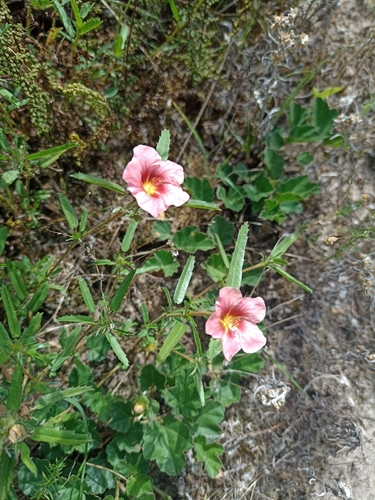 Sida anomala (Sida anomala)